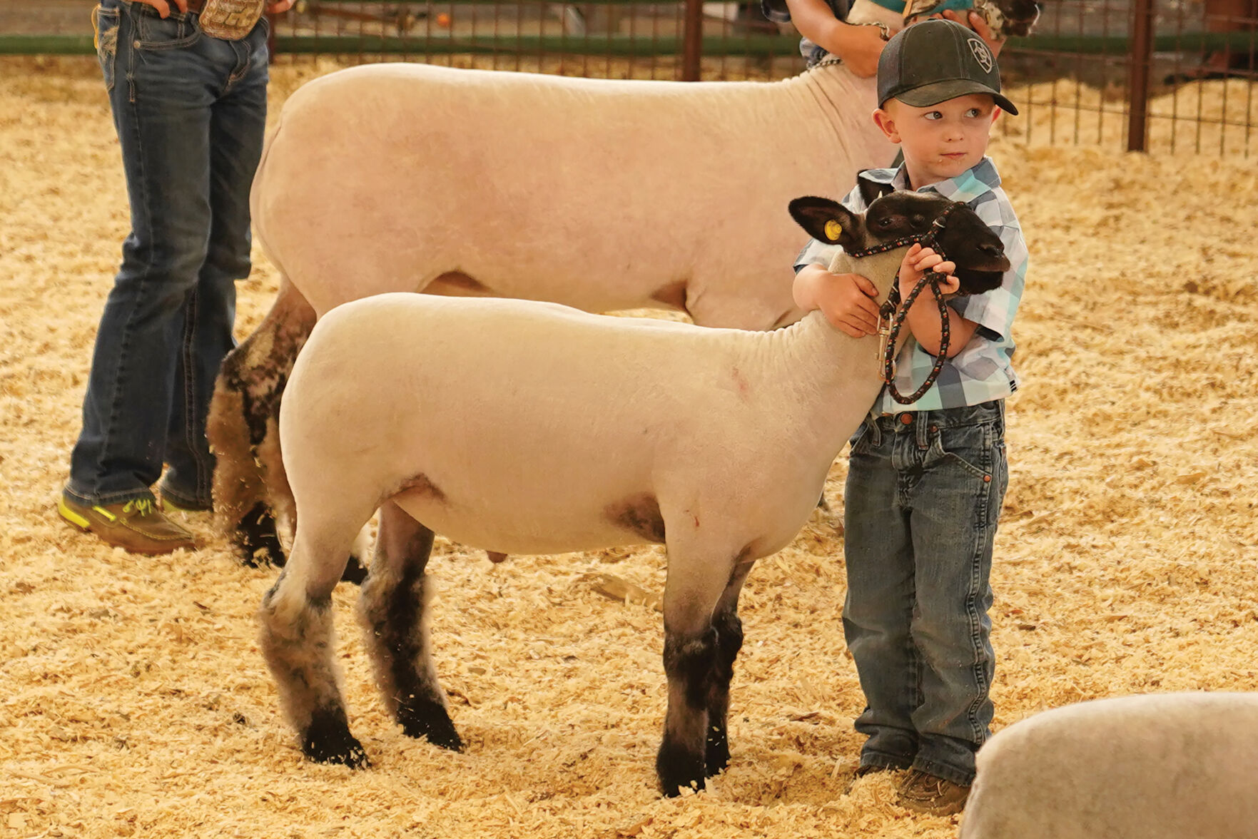 Sheep Show Standalones 007.jpg